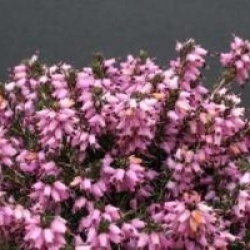 Erica x darleyensis 'J. W. Porter'