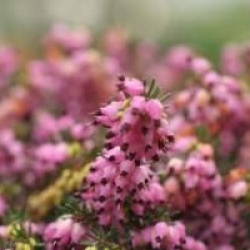Erica x darleyensis 'Kramer's Rote'