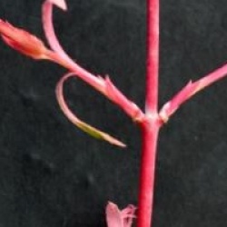 Acer palmatum 'Asahi-zuru' 