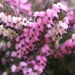 Erica x darleyensis 'Kramer's Rote' - Bruy�re d'hiver Kramer's Rote