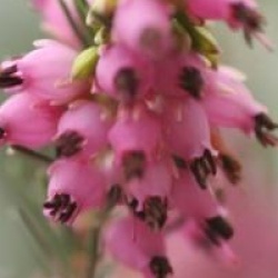 Erica x darleyensis 'Kramer's Rote'