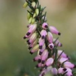 Erica x darleyensis 'Kramer's Rote'