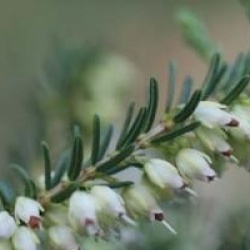 Erica x darleyensis 'Silberschmelze'