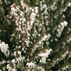 Bruy�re d'hiver Silberschmelze