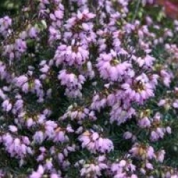 Erica x darleyensis 'Spring Surprise' cov 