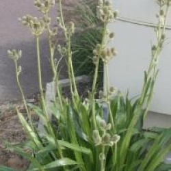 Eryngium agavifolium - Panicaut � feuilles d'agave