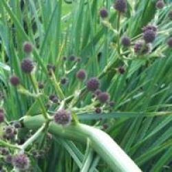 Eryngium pandanifolium  - Panicaut � feuilles de pandanus