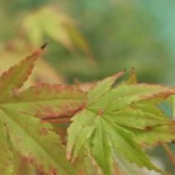 Acer palmatum 'Asahi-zuru' 