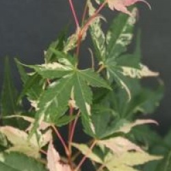 Acer palmatum 'Asahi-zuru' 
