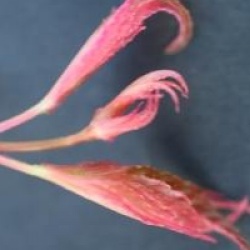 Acer palmatum 'Asahi-zuru' 