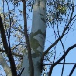 Eucalyptus dalrympleana  - Eucalyptus dalrympleana