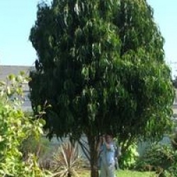 Eucalyptus globulus compacta