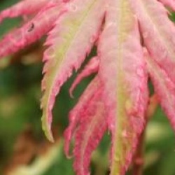 Acer palmatum 'Asahi-zuru' 