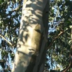 Eucalyptus gunnii - Gommier � feuilles rondes