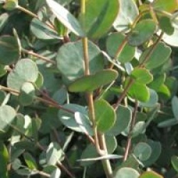 Eucalyptus gunnii 'Azura'
