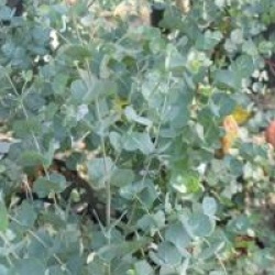 Eucalyptus gunnii 'Azura'