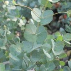 Eucalyptus gunnii 'Azura' - Gommier cidre Azura
