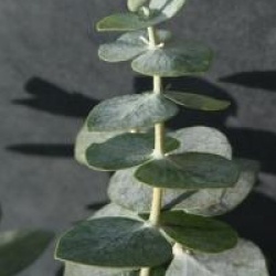 Eucalyptus 'Little Boy'