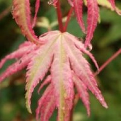 Acer palmatum 'Asahi-zuru' 