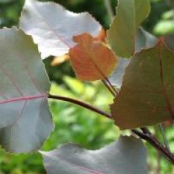 Populus deltoides 'Purple Tower'