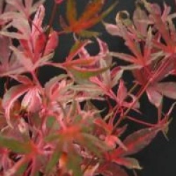 �rable du Japon Beni-schichihenge