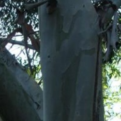 Eucalyptus parviflora