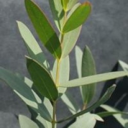 Eucalyptus parviflora