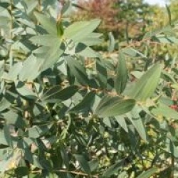 Eucalyptus parviflora