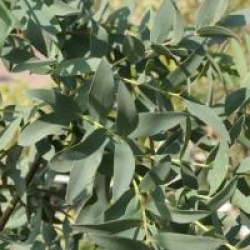 Eucalyptus parviflora