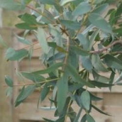Eucalyptus parviflora