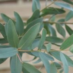 Eucalyptus parviflora