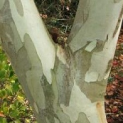 Eucalyptus pauciflora subsp. niphophila 