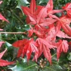 Acer palmatum 'Beni-maiko'