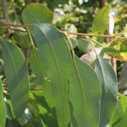 Eucalyptus pauciflora subsp. niphophila 