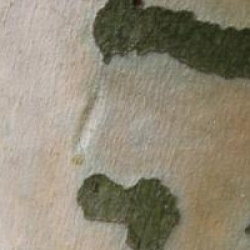 Eucalyptus pauciflora subsp. niphophila 