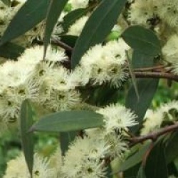 Eucalyptus pauciflora subsp. niphophila 