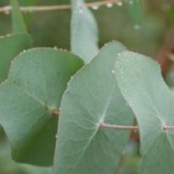 Eucalyptus perriniana