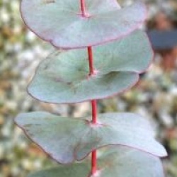 Eucalyptus perriniana