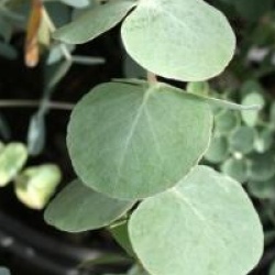 Eucalyptus Baby Blue