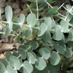 Eucalyptus pulverulenta 'Baby Blue'