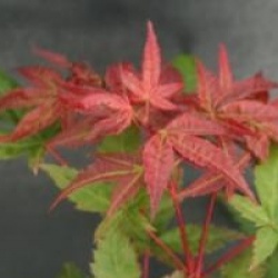 Acer palmatum 'Beni-maiko'
