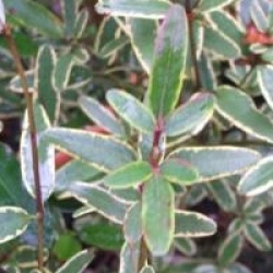 Eucryphia lucida 'Gilt Edge'