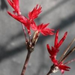 Acer palmatum 'Beni-maiko'