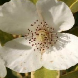 Eucryphia lucida 'Gilt Edge'