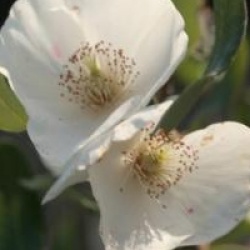 Eucryphia lucida