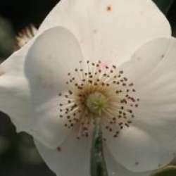 Eucryphia lucida