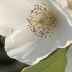 Eucryphia lucida - Eucryphia lucida