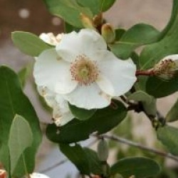 Eucryphia lucida