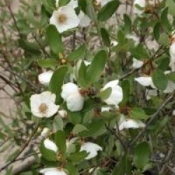Eucryphia lucida