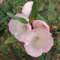 Eucryphia � fleurs roses